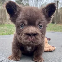 Hershey Big Rope Fluffy, a male French Bulldog for sale in Wilmington, NC – Photo 4 of 9