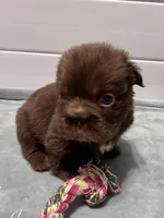 Hershey Big Rope Fluffy, a male French Bulldog for sale in Wilmington, NC – Photo 4 of 9