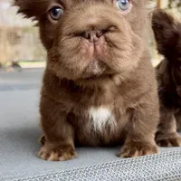 Hershey Big Rope Fluffy, a male French Bulldog for sale in Wilmington, NC – Photo 3 of 9