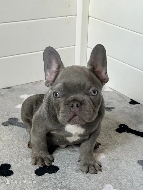 Louis AKC – French Bulldog puppy for sale in New Haven, CT