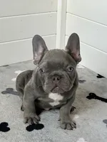 Louis AKC, a male French Bulldog for sale in New Haven, CT – 1 of 3