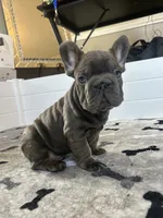 Wilson, a male French Bulldog for sale in Wilmington, NC – 6 of 9
