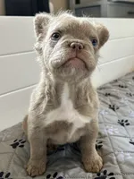 Isabella C2 Curly Fluffy Boy, a male French Bulldog for sale in New Haven, CT – 4 of 8