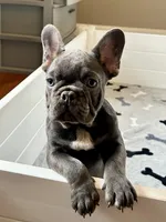Malibu, a female French Bulldog for sale in Wilmington, NC – 5 of 9