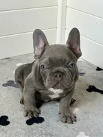 Louis AKC, a male French Bulldog for sale in New Haven, CT – 2 of 3