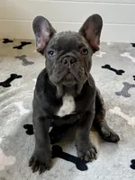 Rex, a male French Bulldog for sale in Wilmington, NC – 6 of 8