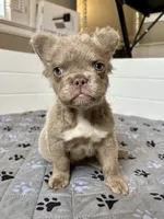 Isabella C2 Curly Fluffy Boy, a male French Bulldog for sale in New Haven, CT – 1 of 8