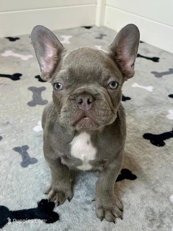 Hershey – French Bulldog puppy for sale in New Haven, CT