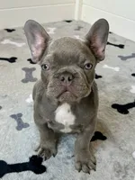 Hershey, a male French Bulldog for sale in New Haven, CT – 1 of 9