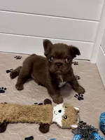 Brownie, a female French Bulldog for sale in Wilmington, NC – Photo 6 of 7