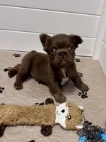 Brownie, a female French Bulldog for sale in Wilmington, NC – Photo 7 of 7