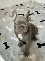 Hershey, a male French Bulldog for sale in New Haven, CT – 2 of 9