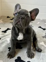 Rex, a male French Bulldog for sale in Wilmington, NC – 5 of 8