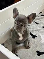 Malibu, a female French Bulldog for sale in Wilmington, NC – 9 of 9