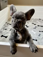 Malibu, a female French Bulldog for sale in Wilmington, NC – 7 of 9
