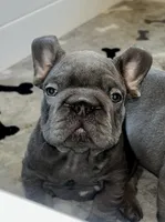 Wilson, a male French Bulldog for sale in Wilmington, NC – 5 of 9