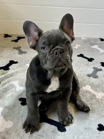 Rex, a male French Bulldog for sale in Wilmington, NC – 7 of 8