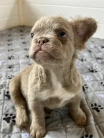 Isabella C2 Curly Fluffy Boy, a male French Bulldog for sale in New Haven, CT – 8 of 8