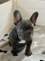 Rex, a male French Bulldog for sale in Wilmington, NC – 3 of 8