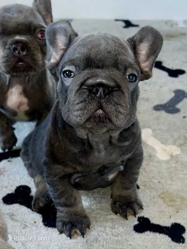 Wilson – French Bulldog puppy for sale in Wilmington, NC