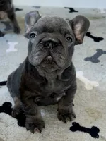 Wilson, a male French Bulldog for sale in Wilmington, NC – 3 of 9
