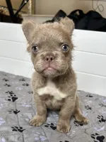 Isabella C2 Curly Fluffy Boy, a male French Bulldog for sale in New Haven, CT – 6 of 8