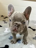 Hershey, a male French Bulldog for sale in New Haven, CT – 5 of 9