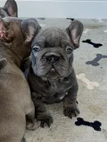 Wilson, a male French Bulldog for sale in Wilmington, NC – 8 of 9