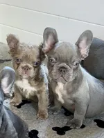 Hershey, a male French Bulldog for sale in Wilmington, NC – 3 of 6