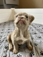 Isabella C2 Curly Fluffy Boy, a male French Bulldog for sale in New Haven, CT – 5 of 8