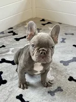 Hershey, a male French Bulldog for sale in New Haven, CT – 6 of 9