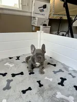 Louis AKC, a male French Bulldog for sale in New Haven, CT – 3 of 3