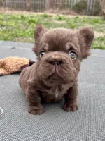 Oakley Mini Fluffy, a female French Bulldog for sale in Wilmington, NC – Photo 5 of 8