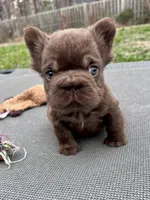 Oakley Mini Fluffy, a female French Bulldog for sale in Wilmington, NC – Photo 8 of 8