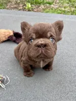 Oakley Mini Fluffy, a female French Bulldog for sale in Wilmington, NC – Photo 6 of 8