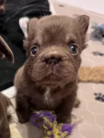 Oakley Fluffy Rojo, a female French Bulldog for sale in Wilmington, NC – Photo 2 of 5