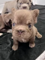 Oakley Fluffy Rojo, a female French Bulldog for sale in Wilmington, NC – Photo 3 of 5