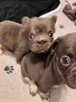 Oakley Fluffy Rojo, a female French Bulldog for sale in Wilmington, NC – Photo 4 of 5