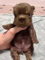 Oakley Fluffy Rojo, a female French Bulldog for sale in Wilmington, NC – Photo 5 of 5