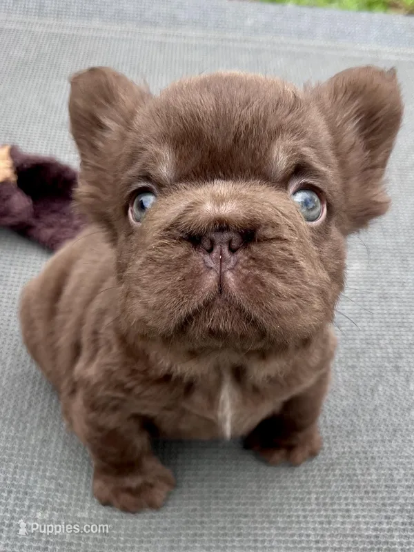 Oakley Mini Fluffy, a female French Bulldog for sale in Wilmington, NC – Photo 1 of 8