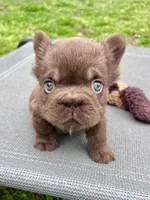 Oakley Mini Fluffy, a female French Bulldog for sale in Wilmington, NC – Photo 2 of 8