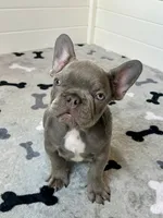 Hershey, a male French Bulldog for sale in New Haven, CT – 8 of 9