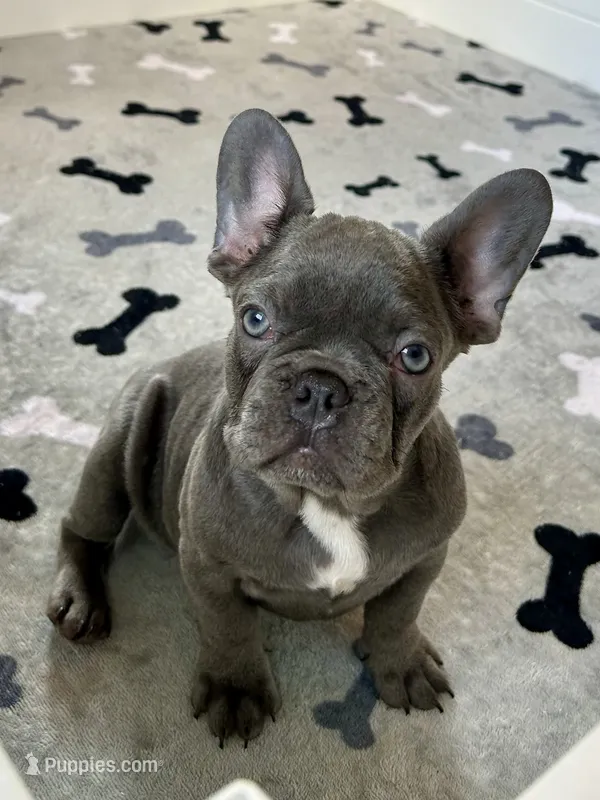 Malibu – French Bulldog puppy for sale in Wilmington, NC