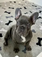 Malibu, a female French Bulldog for sale in Wilmington, NC – 1 of 9