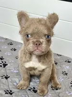 Isabella C2 Curly Fluffy Boy, a male French Bulldog for sale in New Haven, CT – 7 of 8