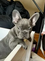 Malibu, a female French Bulldog for sale in Wilmington, NC – 3 of 9