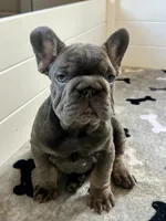 Wilson, a male French Bulldog for sale in Wilmington, NC – 7 of 9