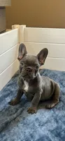 Malibu, a female French Bulldog for sale in Wilmington, NC – 4 of 9