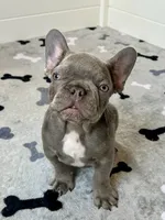 Hershey, a male French Bulldog for sale in New Haven, CT – 4 of 9
