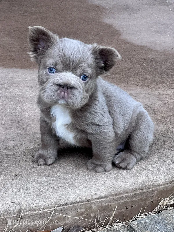 Truffles Isabella Fluffy Big Rope